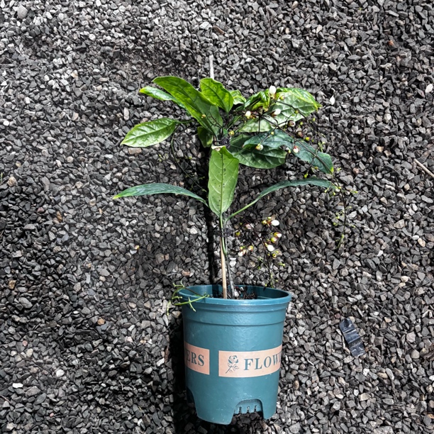 【垂丝茉莉】室内阳台四季开花盆栽带花苞好养绿植物垂吊花卉