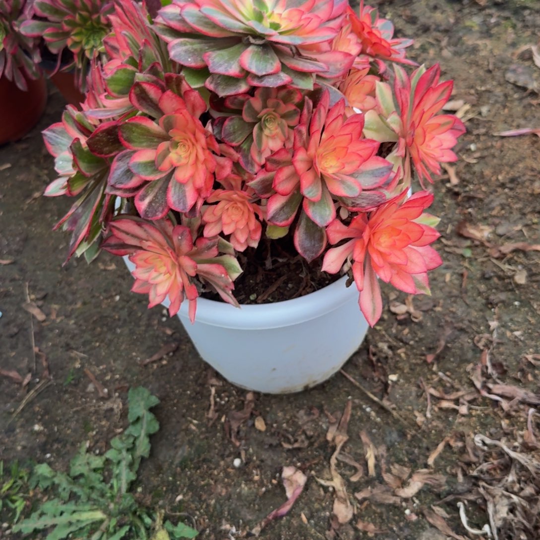 628黑魔锦 多肉植物