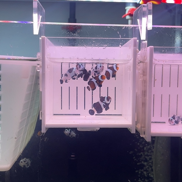 海水鱼全品6条小丑鱼
