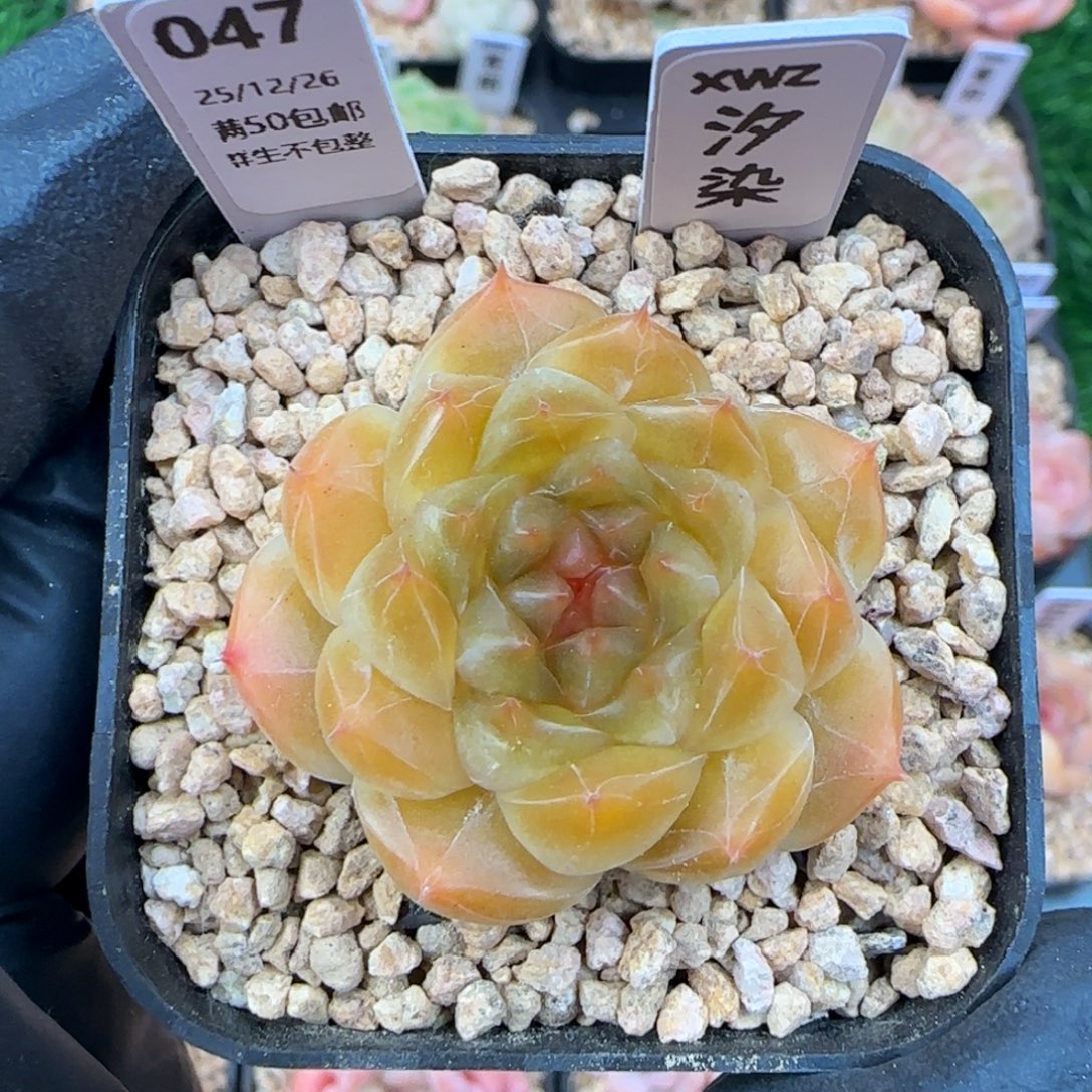 047   汐染    5厘米盆