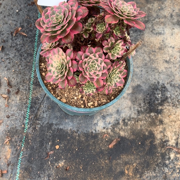 叶***子368霁月多肉植物特价
