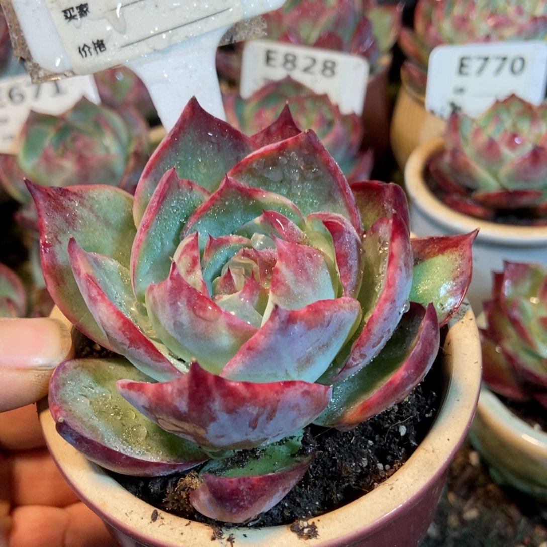 惊鸿一瞥847号楼多肉