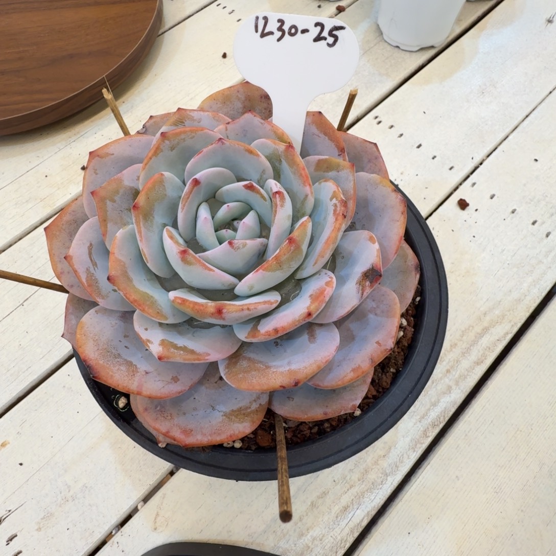 小***肉1230-25奶茶大单头一颗