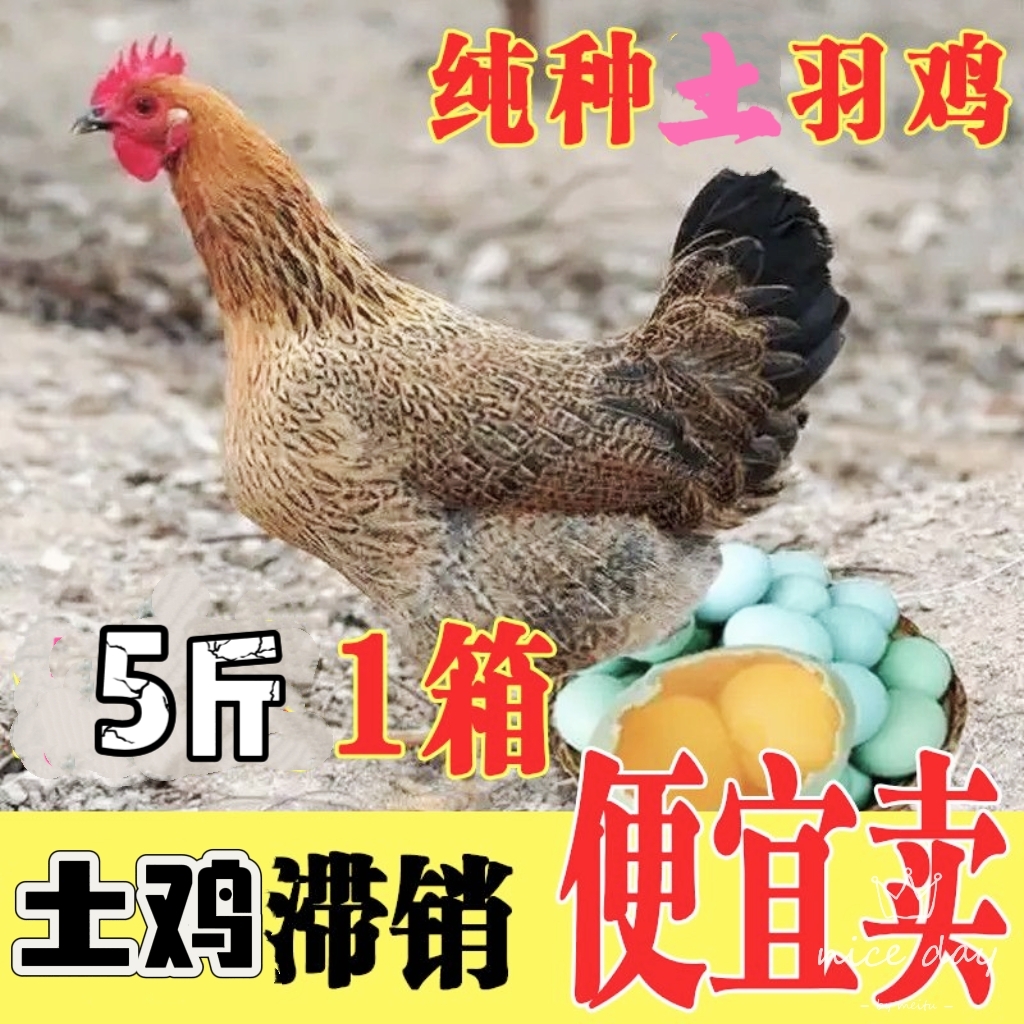 【老粉回购福利】 2只湘西煲汤乌脚老母鸡不土可退2只5-6斤有运费险