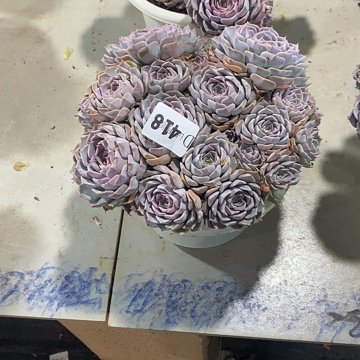 悠***心418韩版天赐多肉植物