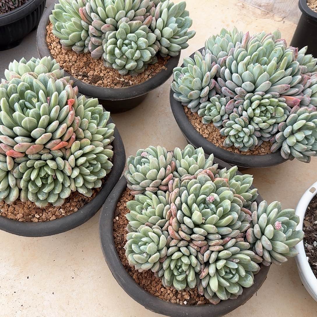 百达翡翠捧花多肉