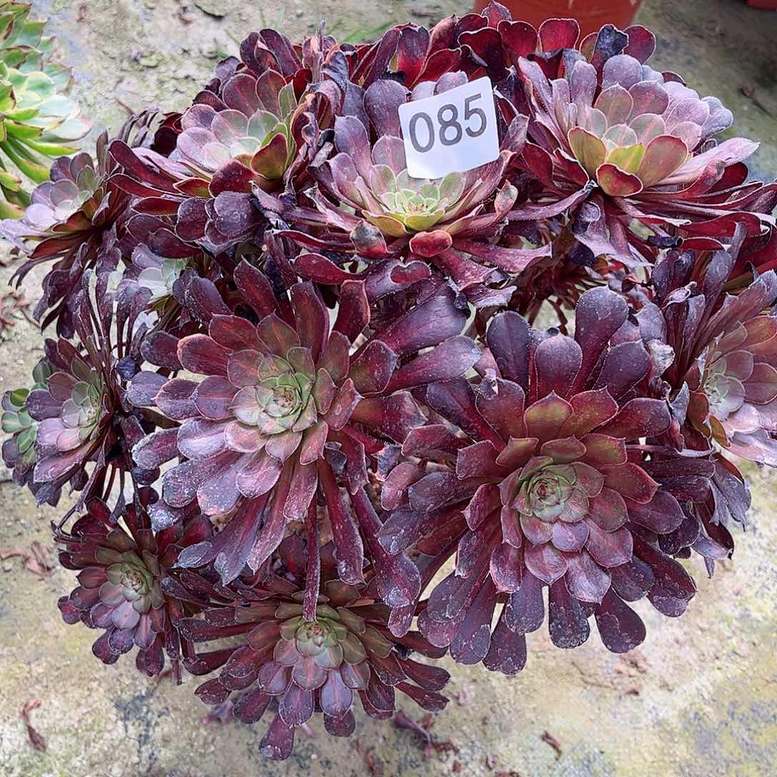 多肉植物片85多肉