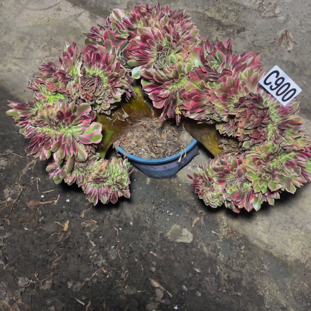 女郎法师16//11包邮