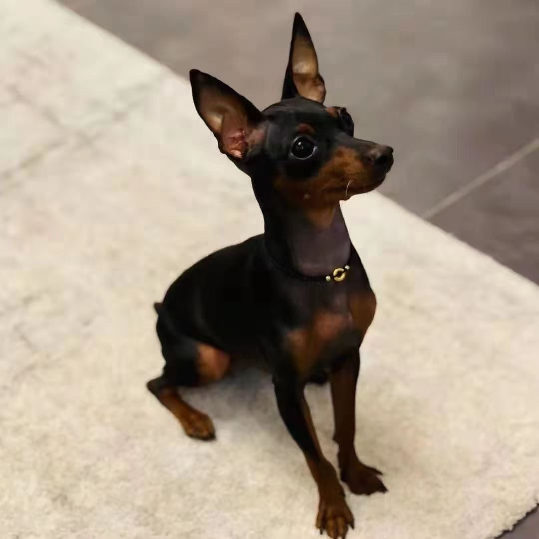 （优佳小鹿）小鹿犬幼仔活体宠物链接