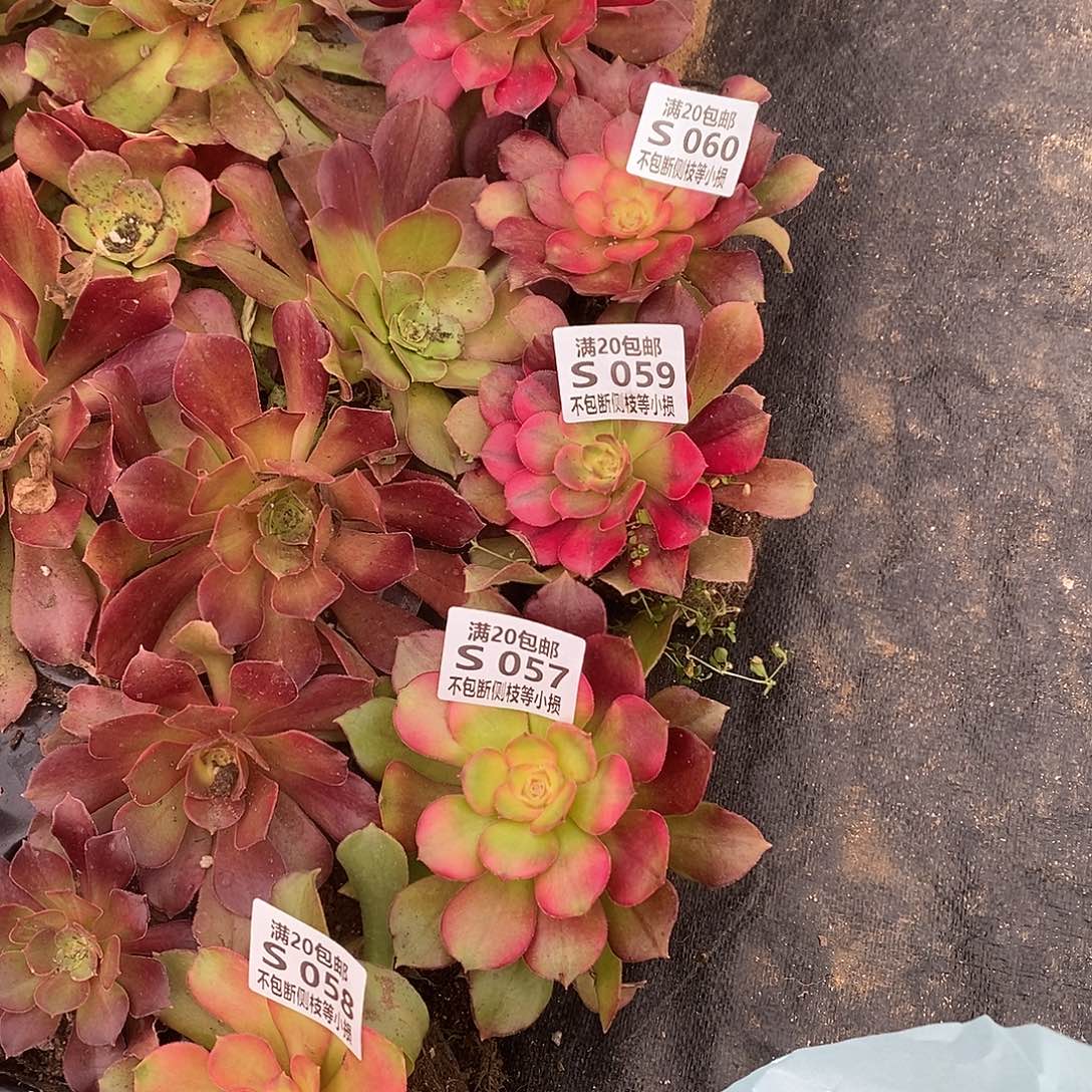 057-060红牡丹多肉法师锦4颗