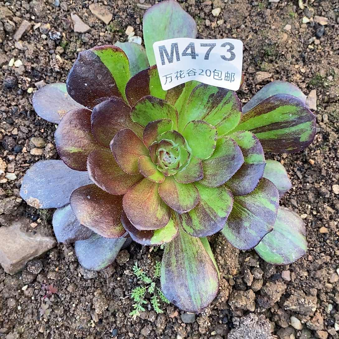 473花月夜多肉植物
