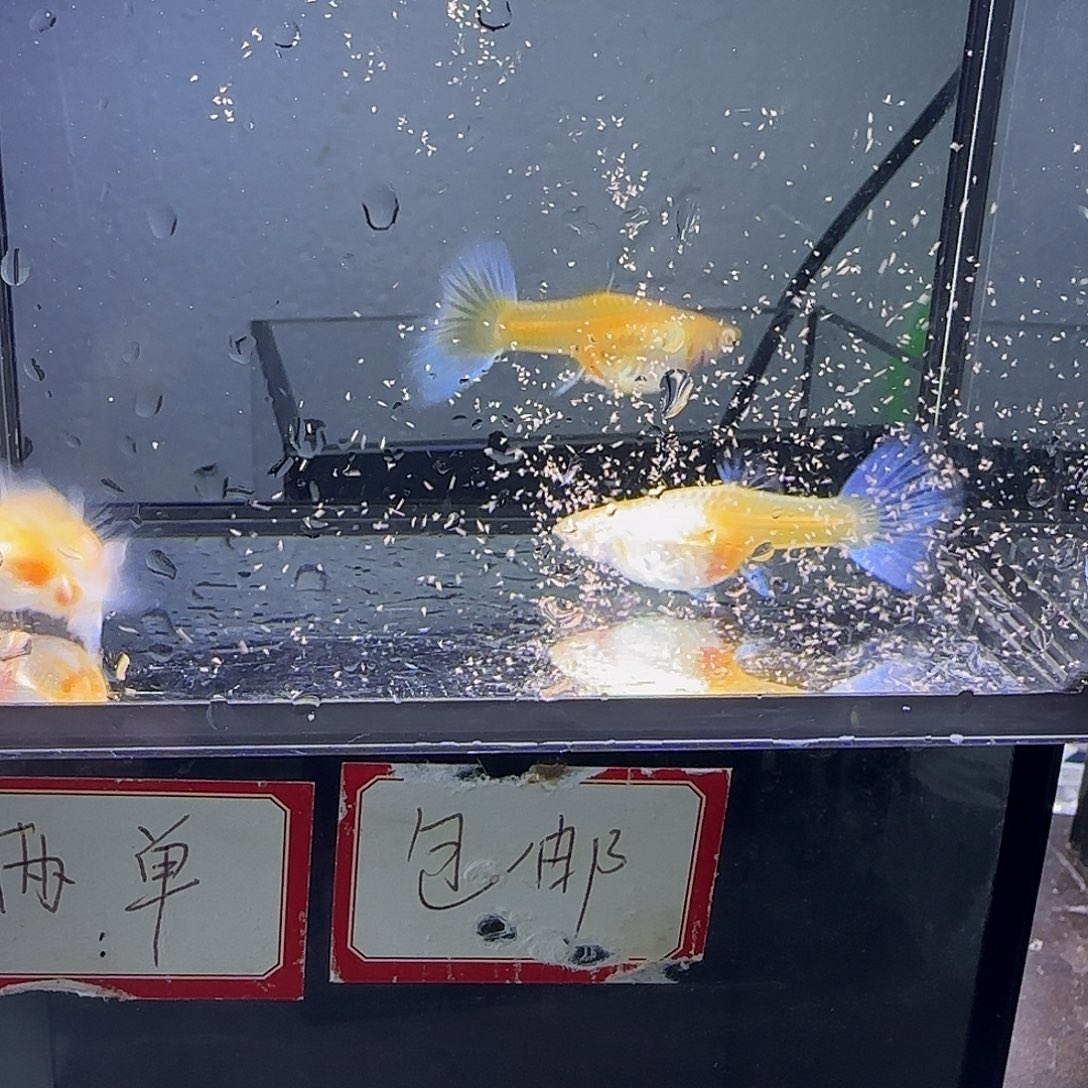 孔雀鱼欧意紫白母鱼四条