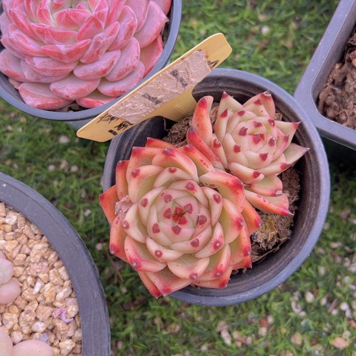 健健康康平平安安