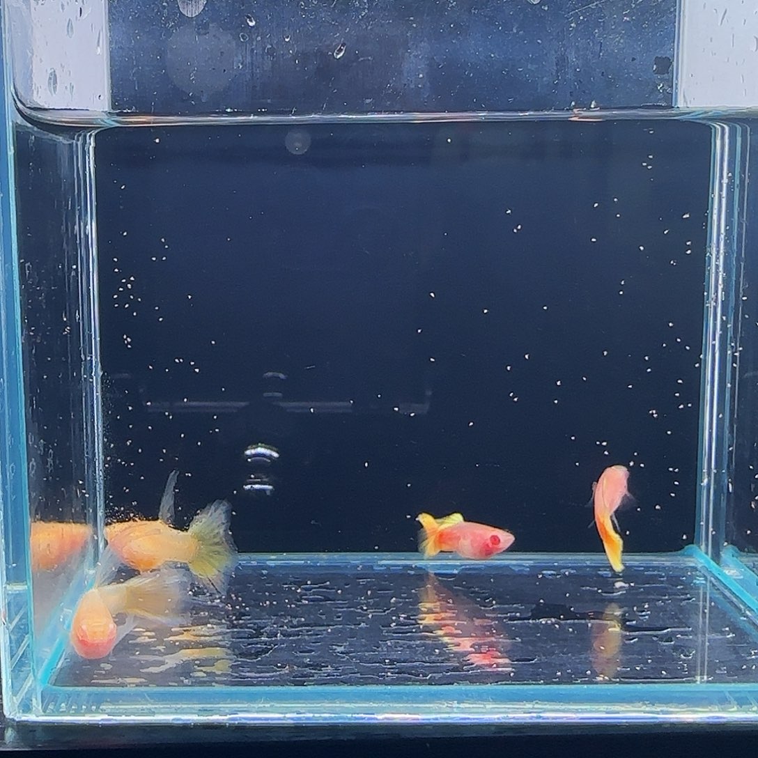 孔雀鱼黄金玻璃体大C2对 32号