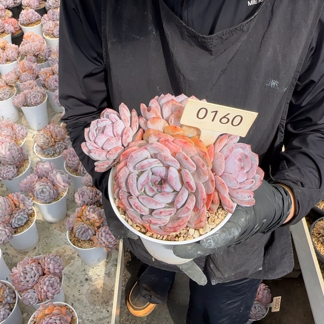 圈***星影。  0160号。       