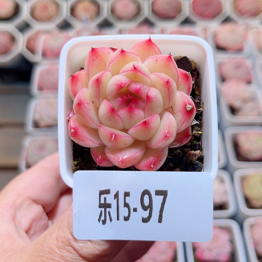 乐15-97 海王单头