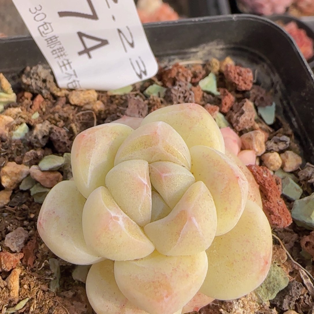 糖心白体冰玉一颗脱土