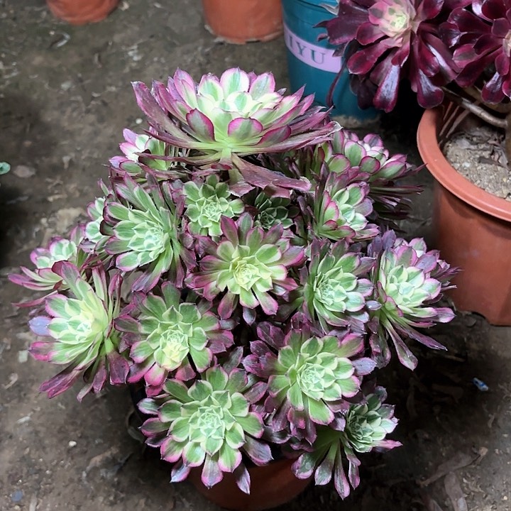 多肉植物法师天合38