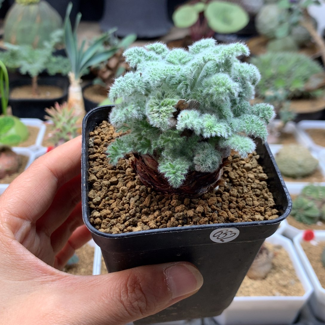 羽叶杨葵母本带盆652