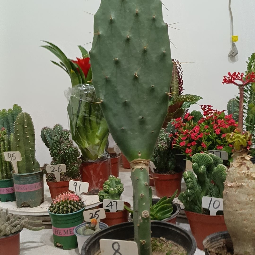 黄大刺仙人掌    20元两层