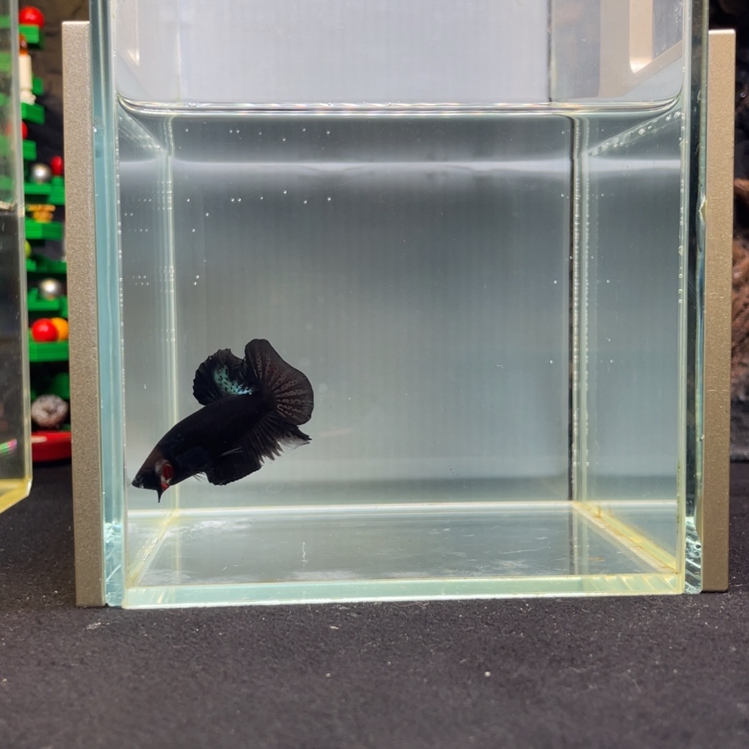 斗鱼十二月十一日竞价