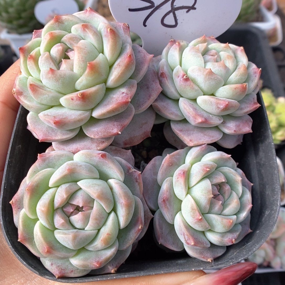 糖心珍妮群生318号。