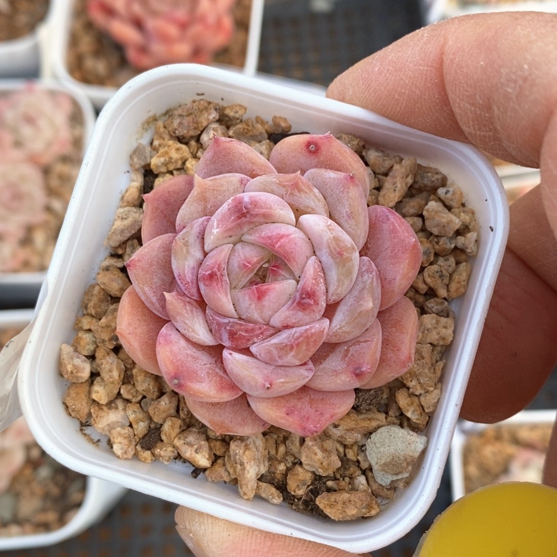 精品多肉一物一拍不包整59