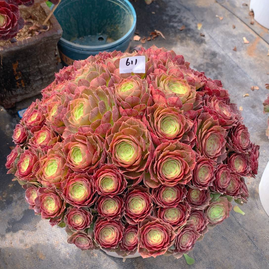 611红心沙拉碗多肉