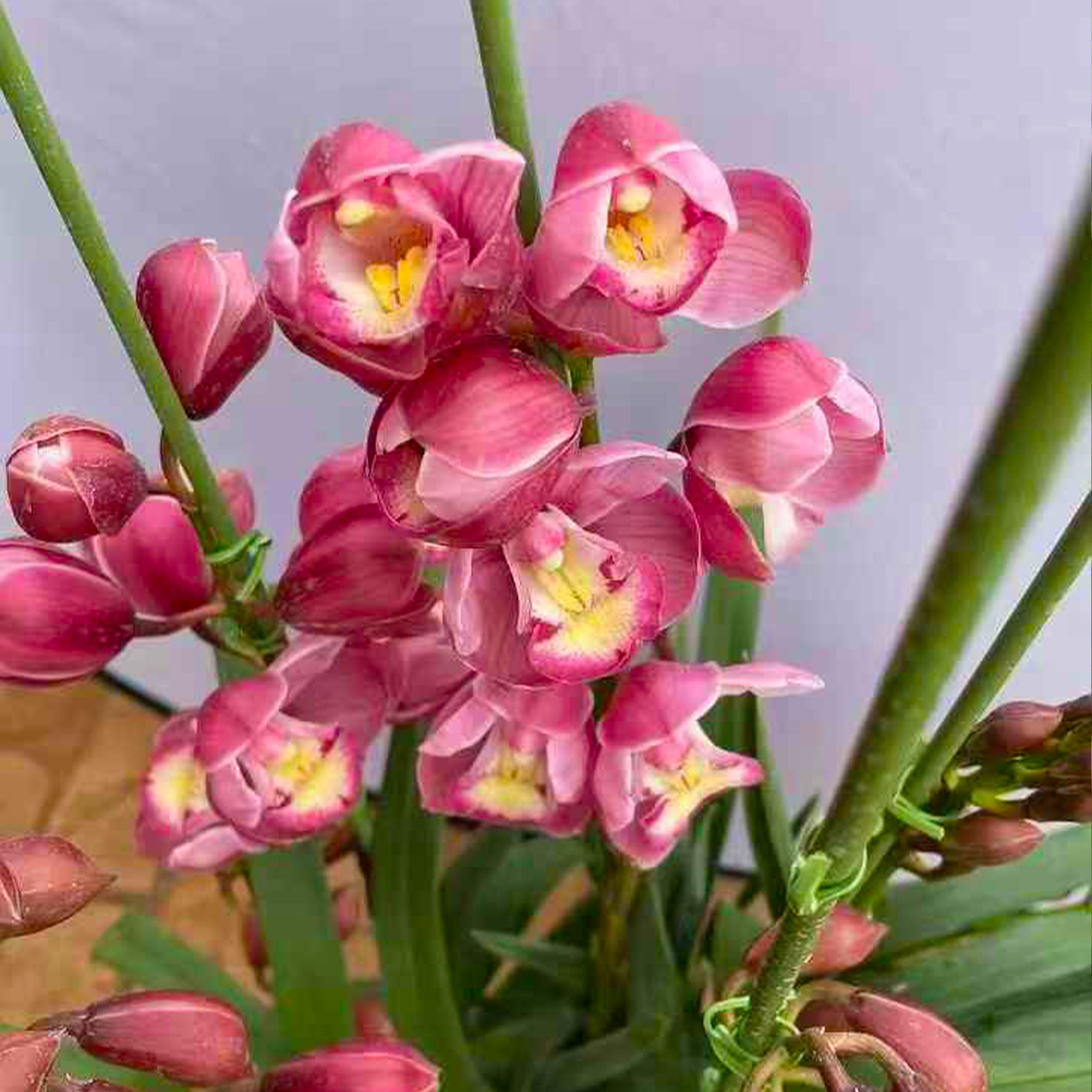 福神 大花蕙兰带花苞带花剑紫红色精品兰花盆栽花卉带盆带土