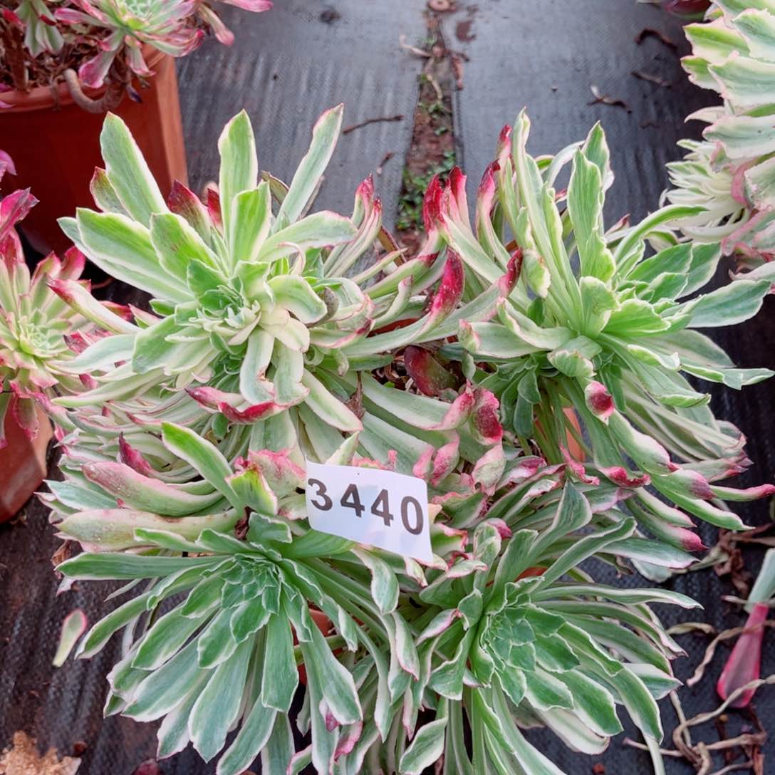 云翠多肉发货发货