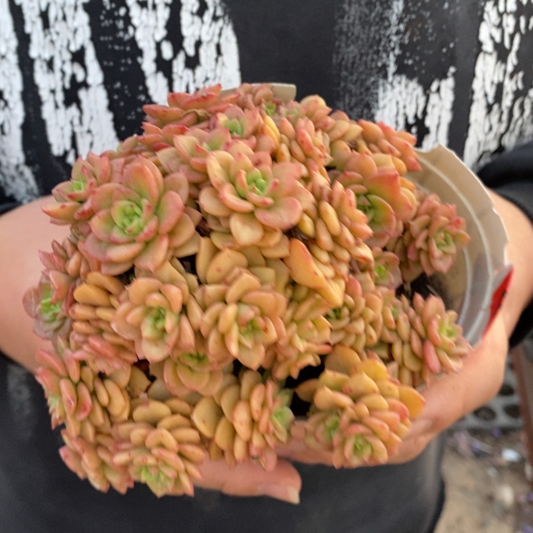 蜡牡丹整桩无砍老桩