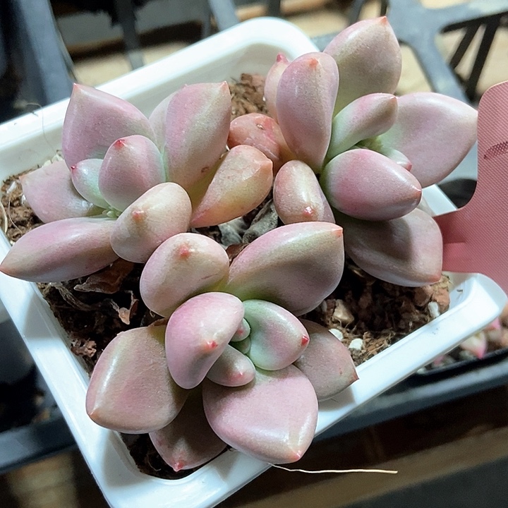 多肉植物桃花源7009
