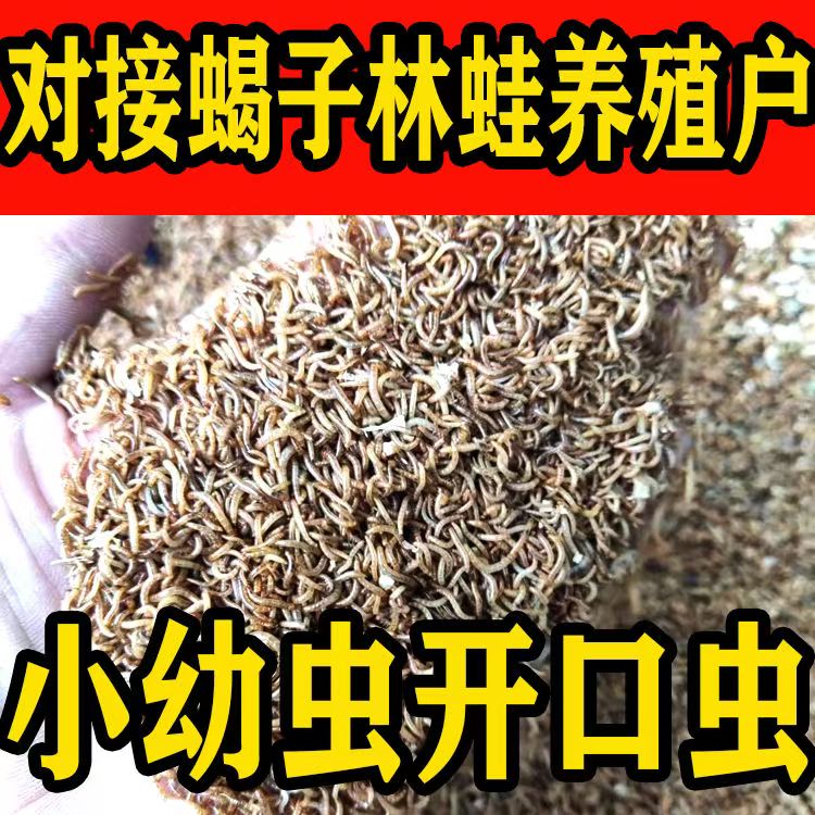售优质黄粉虫面包虫活体1斤5000条包邮包活营养高蛋白大麦虫