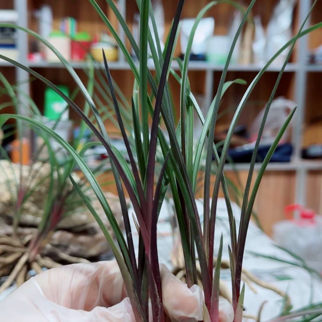 李***理当前无花栽培后可以开花