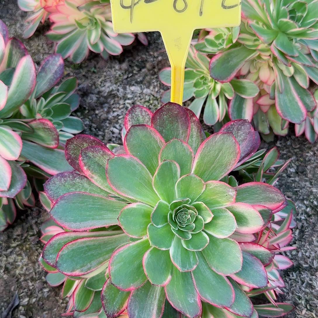 4-892---多头多肉植物