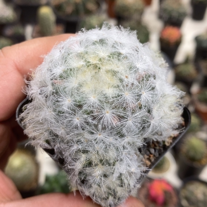 实生白星群特价福利