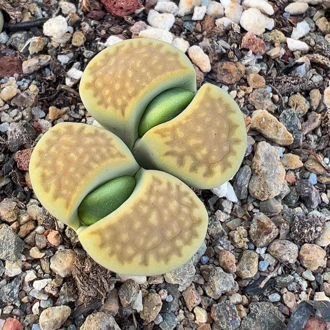 1038生石花纯纯下播福利炸了