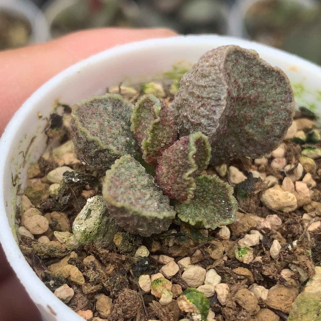 凤哕水泡 一物一拍就是