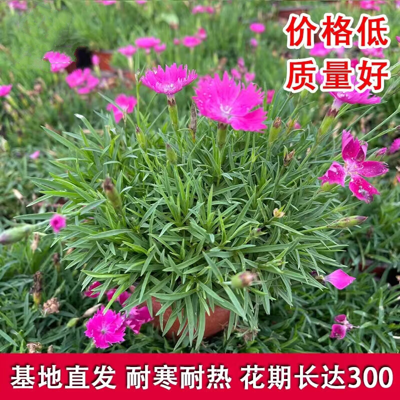 婩菊欧石竹草坪花苗庭院室外花卉植物耐寒耐热好养绿植 欧石竹 (