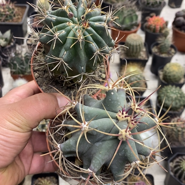 组合2颗特价包邮福利