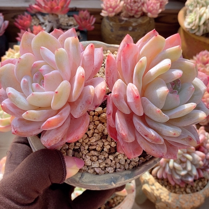 梦露 韩货精品666