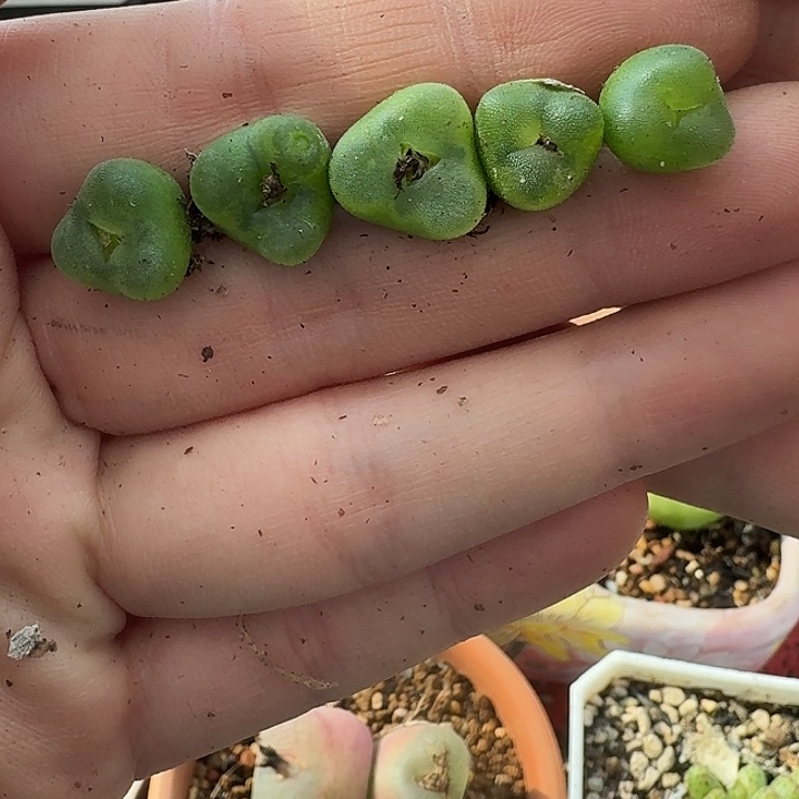 老马生石花水晶奔1240