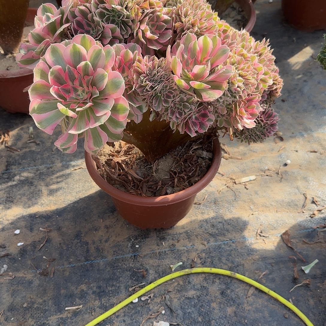 凤***女巫回来咯哦呃呃呃呃呃