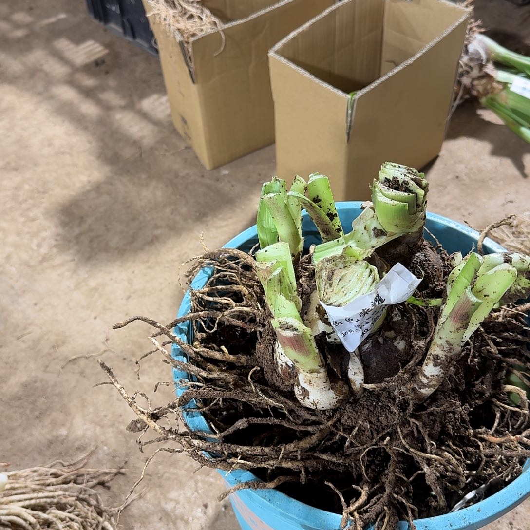 粉色荣耀双包胎7加7