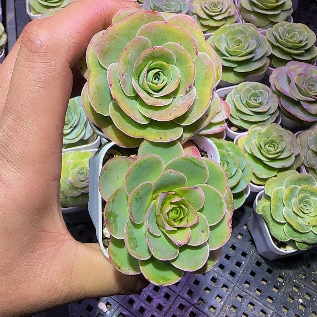午***居2棵非偏远包邮玻璃心慎拍