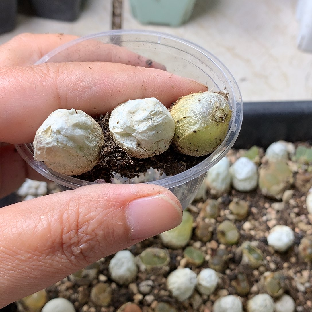 可*K104多肉植物保护