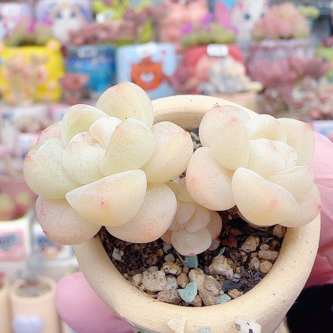 L奶油冰玉 盆口3cm