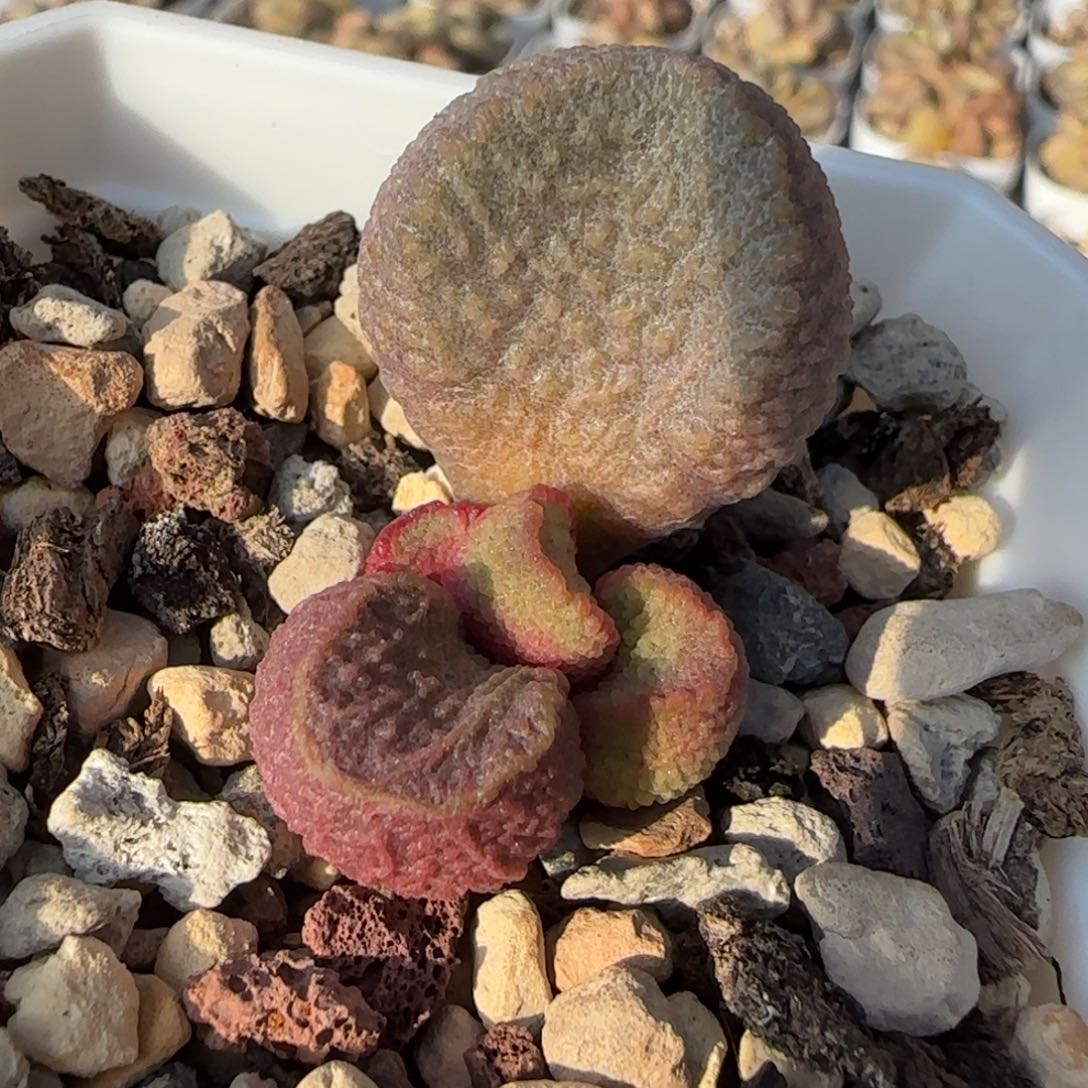 钢蛋儿水泡多肉植物