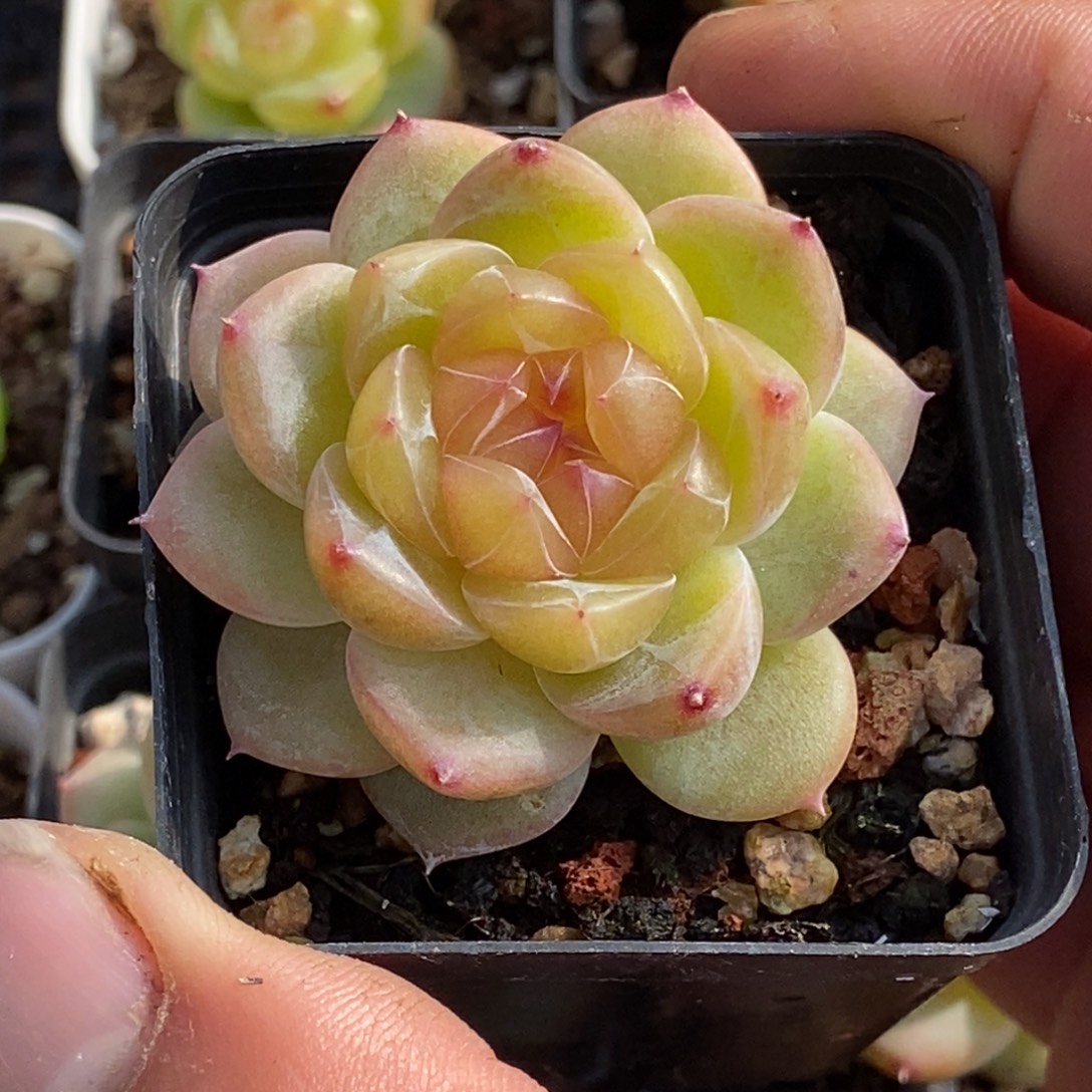 天官赐福百无禁忌