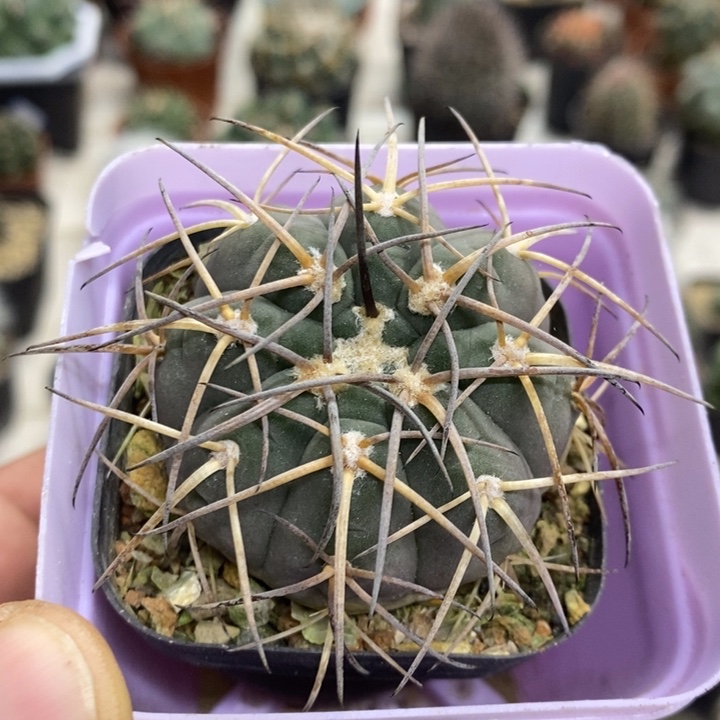 实生天平特价福利